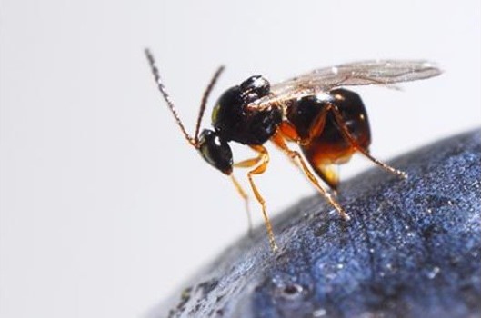 A female parasitoid wasp, Ganaspis brasiliensis, lays eggs on spotted wing drosophila larvae in a blueberry. The wasp larvae that hatch eat the SWD larvae before emerging as young adults. If successfully established, the wasp could help fruit growers dial back their insecticide use against SWD. (Kent Daane, D5089-1)